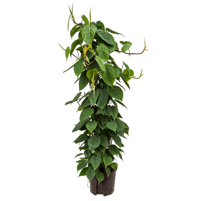 Hydroplant Philodendron Scandens