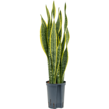 Hydroplant Sansevieria