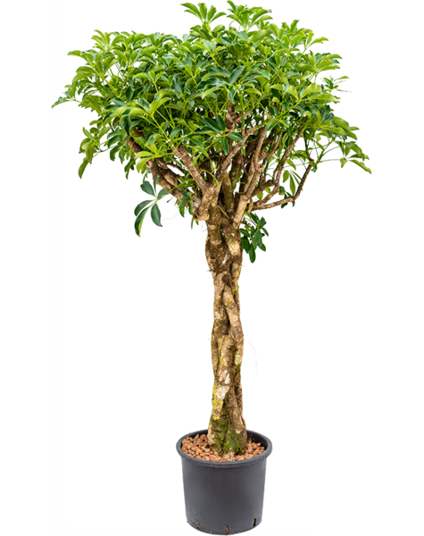 Hydroplant Schefflera