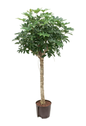 Hydroplant Schefflera Arboricola Compacta