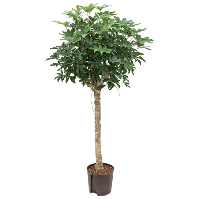 Hydroplant Schefflera Arboricola Compacta