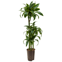 Hydroplant Dracaena