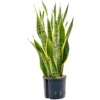 Hydroplant Sansevieria Trifasciata Laurentii