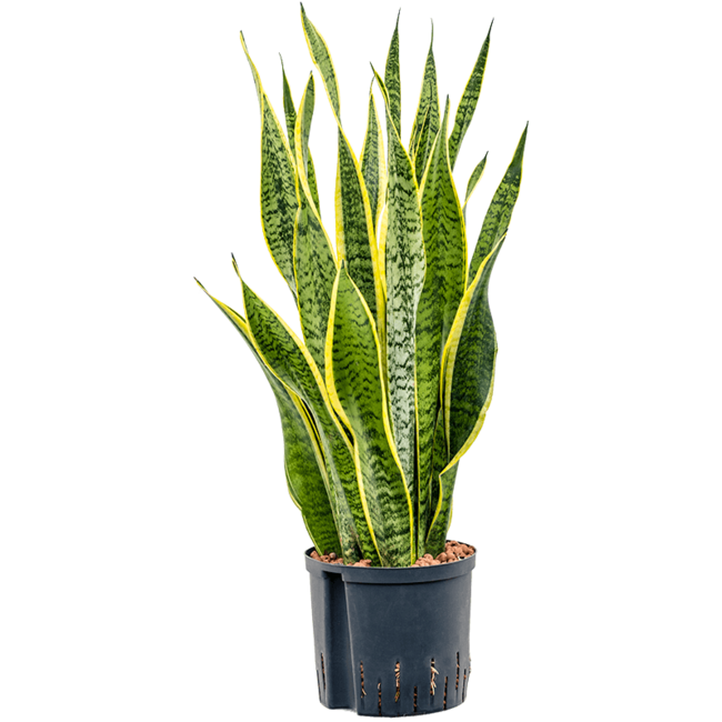 Hydroplant Sansevieria Trifasciata Laurentii