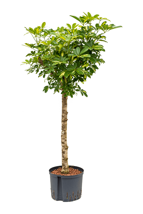 Hydroplant Schefflera Arboricola Gold Capella