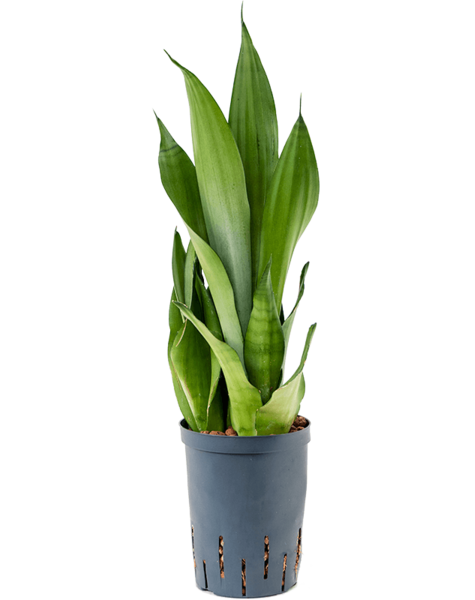 Hydroplant Sansevieria