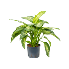 Hydroplant Dieffenbachia