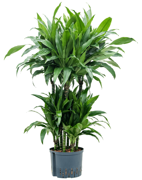 Hydroplant Dracaena