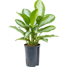 Hydroplant Aglaonema