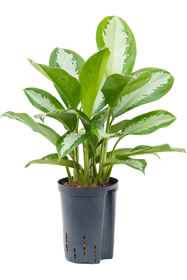 Hydroplant Aglaonema Silver Moon