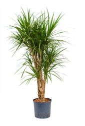 Hydroplant Dracaena Marginata