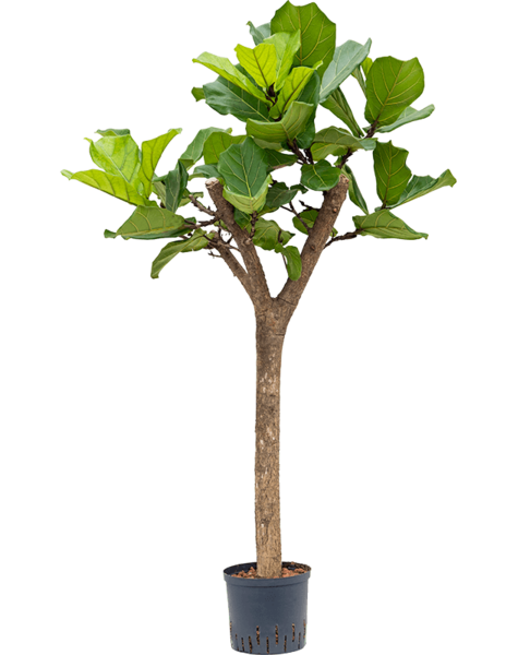 Hydroplant Ficus