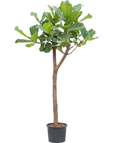 Hydroplant Ficus
