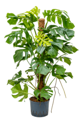 Hydroplant Monstera Deliciosa