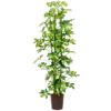 Hydroplant Schefflera Arboricola Gold Capella