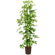 Hydroplant Schefflera