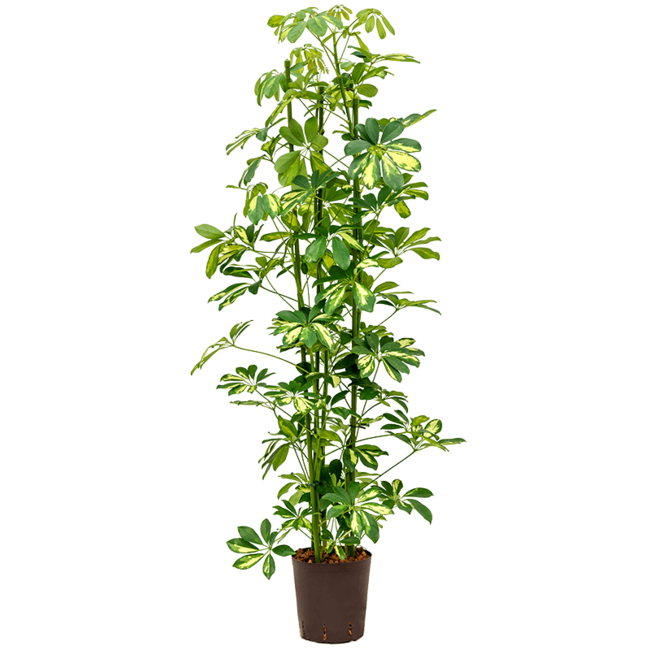 Hydroplant Schefflera Arboricola Gold Capella