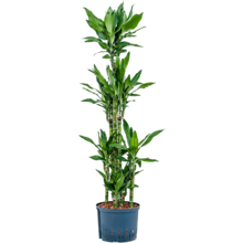 Hydroplant Dracaena