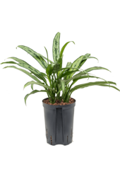 Hydroplant Aglaonema Cutlass