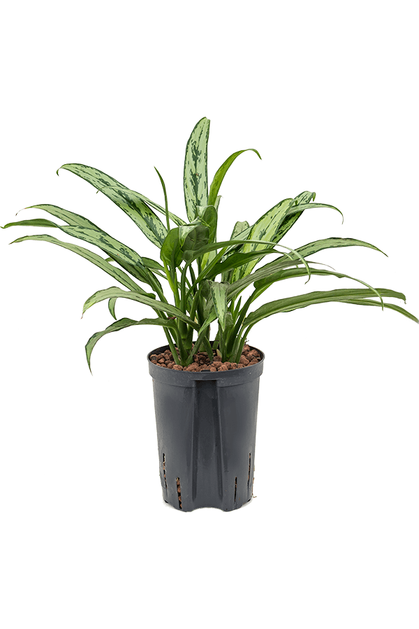 Hydroplant Aglaonema Cutlass