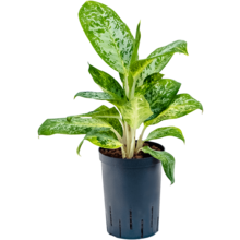 Hydroplant Aglaonema