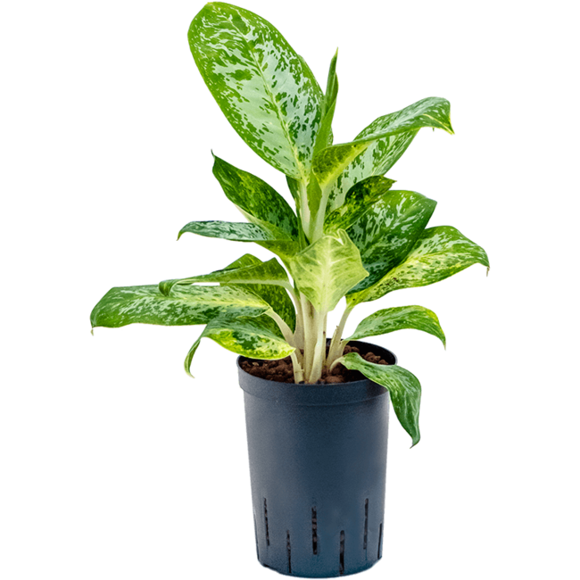 Hydroplant Aglaonema Pearl