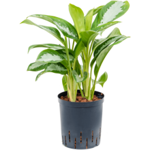 Hydroplant Aglaonema