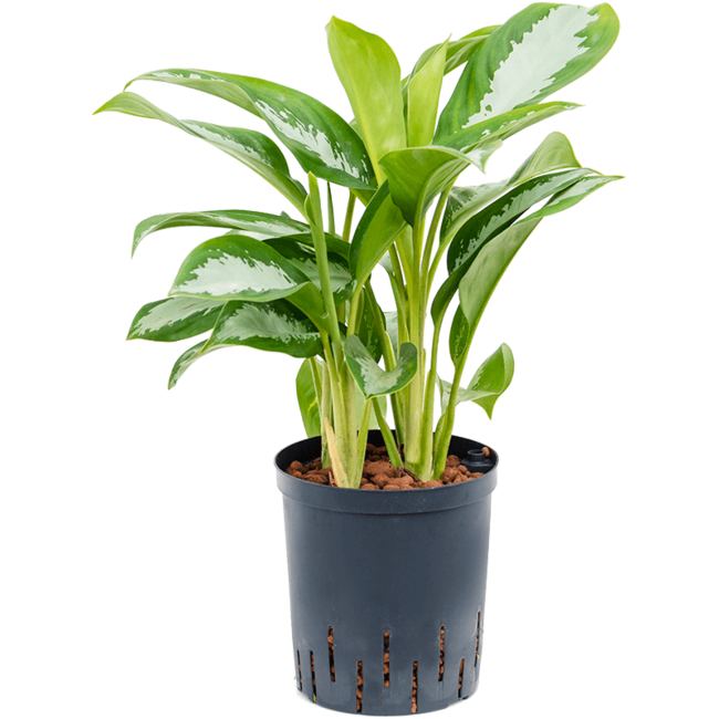 Hydroplant Aglaonema Silver Moon