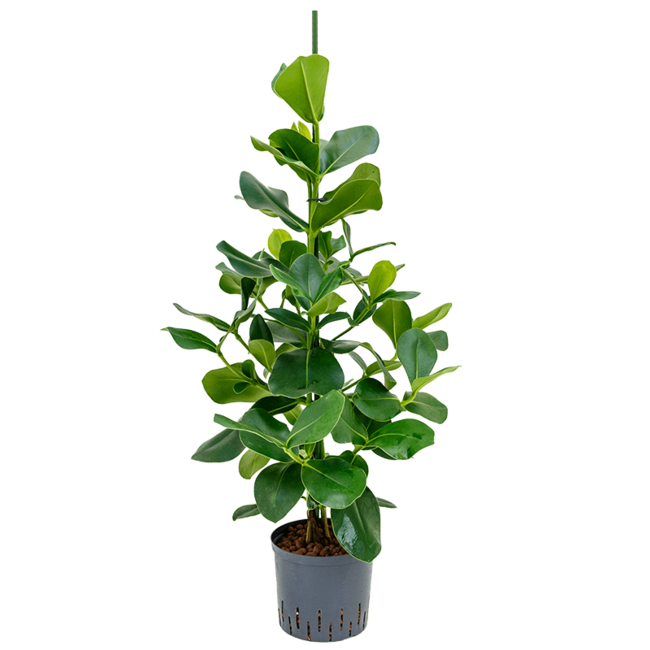 Hydroplant Clusia Rosea