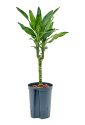 Hydroplant Dracaena Fragrans Burundii