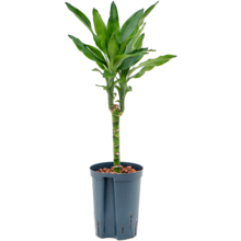 Hydroplant Dracaena