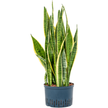 Hydroplant Sansevieria