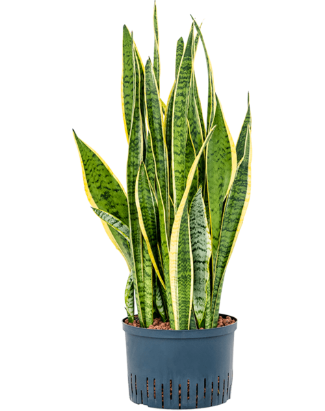 Hydroplant Sansevieria