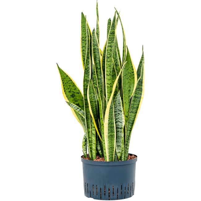 Hydroplant Sansevieria Trifasciata Laurentii