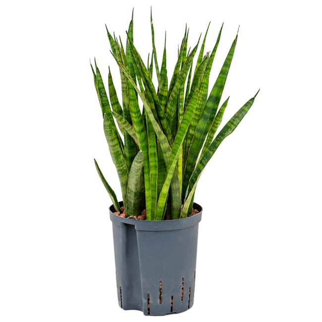 Hydroplant Sansevieria Kirkii