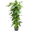 Hydroplant Tetrastigma Voinierianum