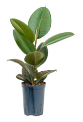 Hydroplant Ficus Elastica Robusta