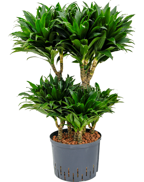 Hydroplant Dracaena