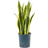 Hydroplant Sansevieria Trifasciata Laurentii