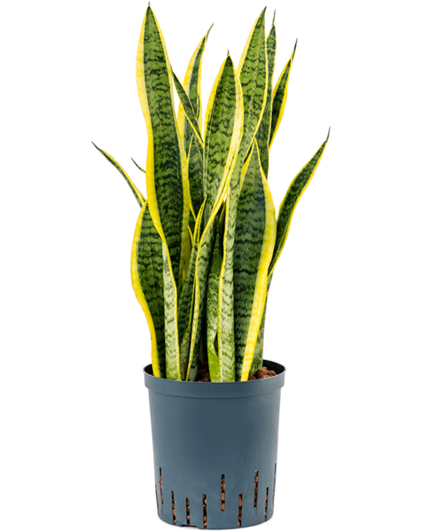 Hydroplant Sansevieria