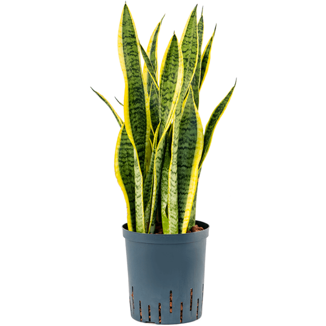 Hydroplant Sansevieria Trifasciata Laurentii