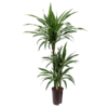 Hydroplant Dracaena Deremensis Warneckei