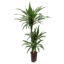 Hydroplant Dracaena