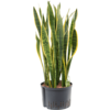 Hydroplant Sansevieria Trifasciata Laurentii