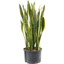 Hydroplant Sansevieria