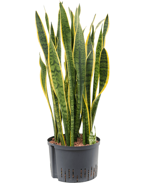 Hydroplant Sansevieria