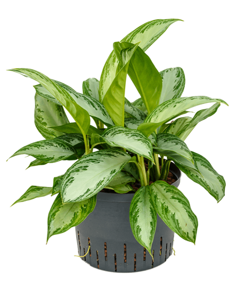 Hydroplant Aglaonema