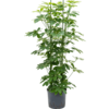 Hydroplant Schefflera Arboricola Compacta