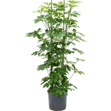 Hydroplant Schefflera