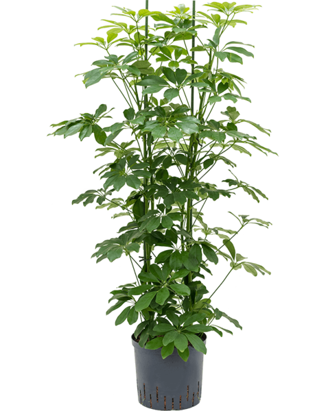 Hydroplant Schefflera